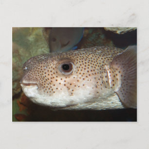 Stroomvis Briefkaart