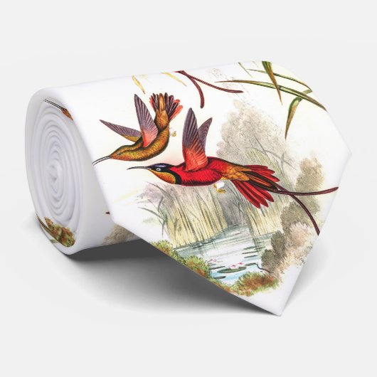 stropdas kolibrie (Opgerold)