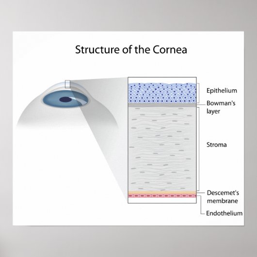 Structure de la cornée humaine Poster (Devant)