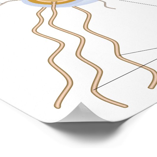 Structure d'une affiche bactérienne (Coin)