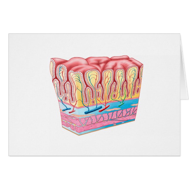 Structure Et Couches Anatomiques Du Mur D'Estomac (Devant horizontal)