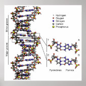 Structuur van DNA-deoxyribonucleïnezuurdiagram Poster (Voorkant)