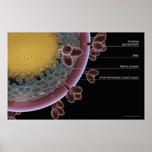 Structuur van een HIV-cel Poster (Voorkant)