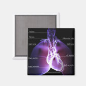 Structuur van hart en longen magneet (Voorkant / Achterkant)