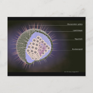 Structuur van het herpesvirus briefkaart