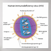 Structuur van het HIV-poster Poster (Voorkant)