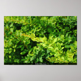 Struik bij Lagoon. Poster