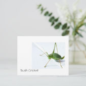 Struik Cricket Postcatrd Briefkaart (Staand voorkant)