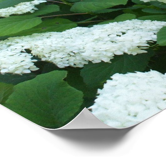 Struik en bladeren voor hydrangeas-Snowball Poster (Hoek)