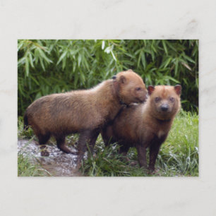 struik-hond-b-1 briefkaart