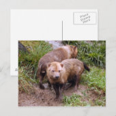 struik-hond-b-2 briefkaart (Voorkant / Achterkant)