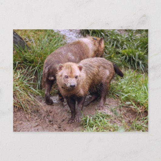 struik-hond-b-2 briefkaart (Voorkant)