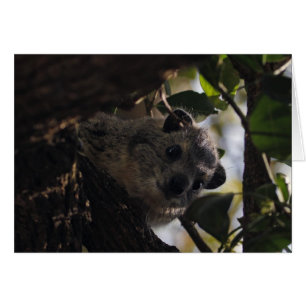 Struik Hyrax