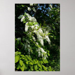Struik met witte bloemen poster
