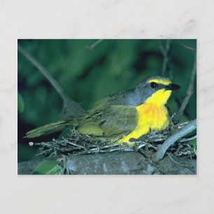 Struik Shrike Briefkaart
