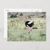 struisgras briefkaart (Voorkant / Achterkant)