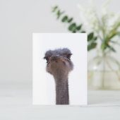 struisvogel aankondigingskaart (Staand voorkant)