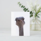 struisvogel advieskaart (Staand voorkant)