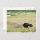 struisvogel briefkaart (Voorkant / Achterkant)
