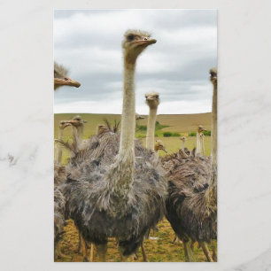 struisvogel briefpapier