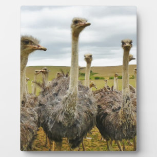 struisvogel fotoplaat