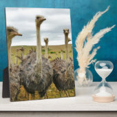 struisvogel fotoplaat (Zijkant)