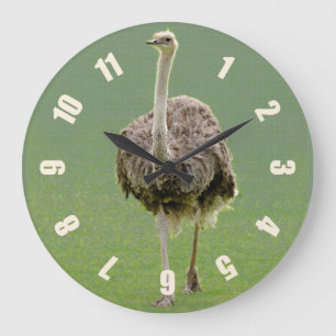 Struisvogel Grote Klok
