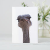 struisvogel informatiekaartje (Staand voorkant)