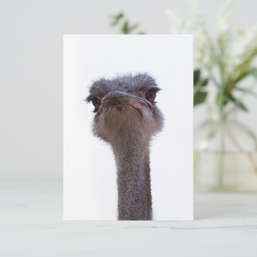 struisvogel informatiekaartje (Staand voorkant)