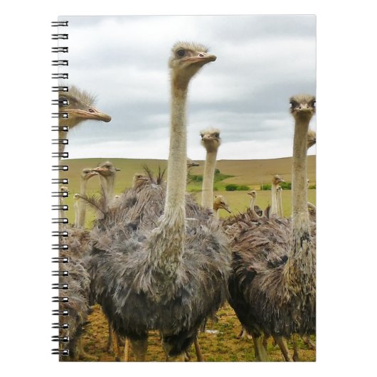 struisvogel notitieboek (Voorkant)
