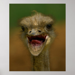 Struisvogel omhelst poster