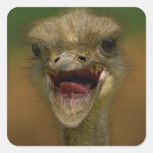 Struisvogel omhelst vierkante sticker