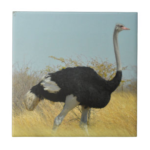 Struisvogel op een ren tegeltje