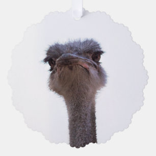 struisvogel ornament kaart