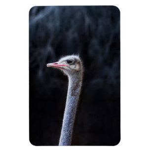 struisvogel portret magneet