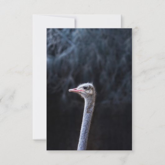 Struisvogelfotografie Aankondiging (Voorkant)