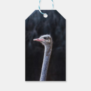 Struisvogelfotografie Cadeaulabel