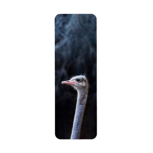 Struisvogelfotografie Etiket (Voorkant)