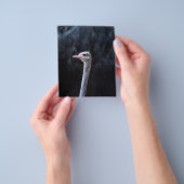 Struisvogelfotografie Flyer (Hand)