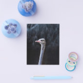 Struisvogelfotografie Flyer (Enkel)