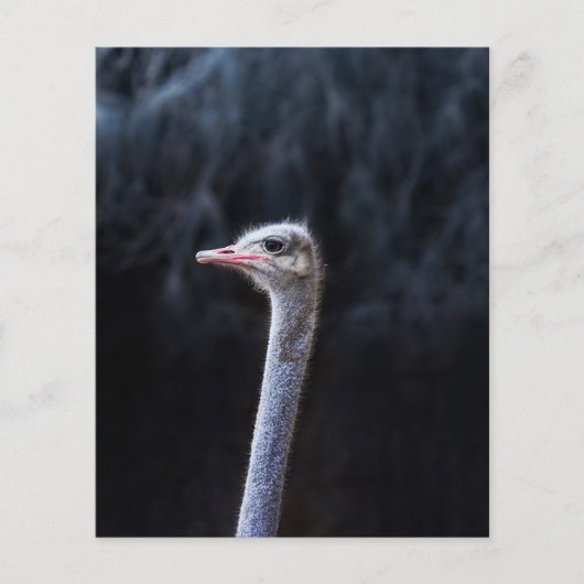 Struisvogelfotografie Flyer (Voorkant)