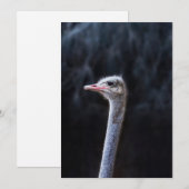 Struisvogelfotografie Kaart (Voorkant / Achterkant)