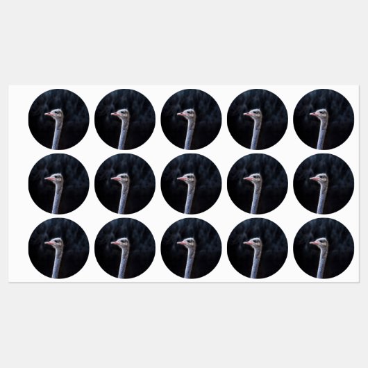 Struisvogelfotografie Labels (Vel)