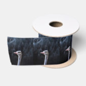 Struisvogelfotografie Lint (Spoel)