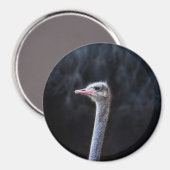 Struisvogelfotografie Magneet (Voorkant / Achterkant)