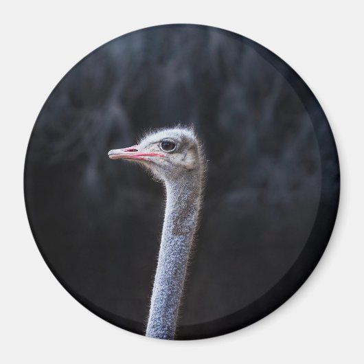 Struisvogelfotografie Magneet (Voorkant)