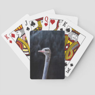 Struisvogelfotografie Pokerkaarten
