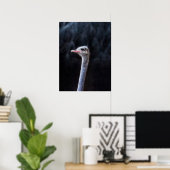 Struisvogelfotografie Poster (Thuiskantoor)