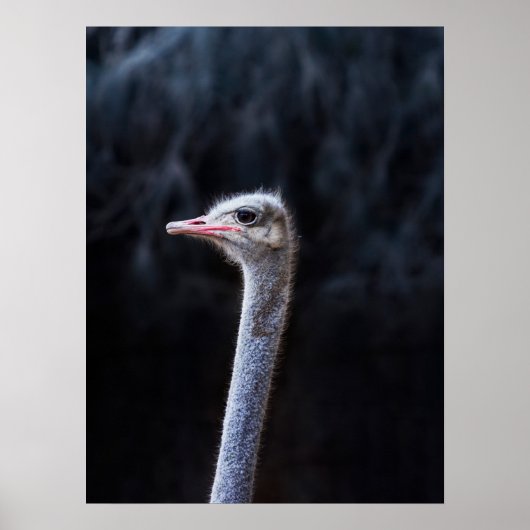 Struisvogelfotografie Poster (Voorkant)