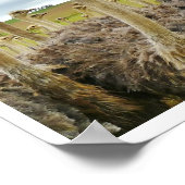 struisvogels in een veld poster (Hoek)